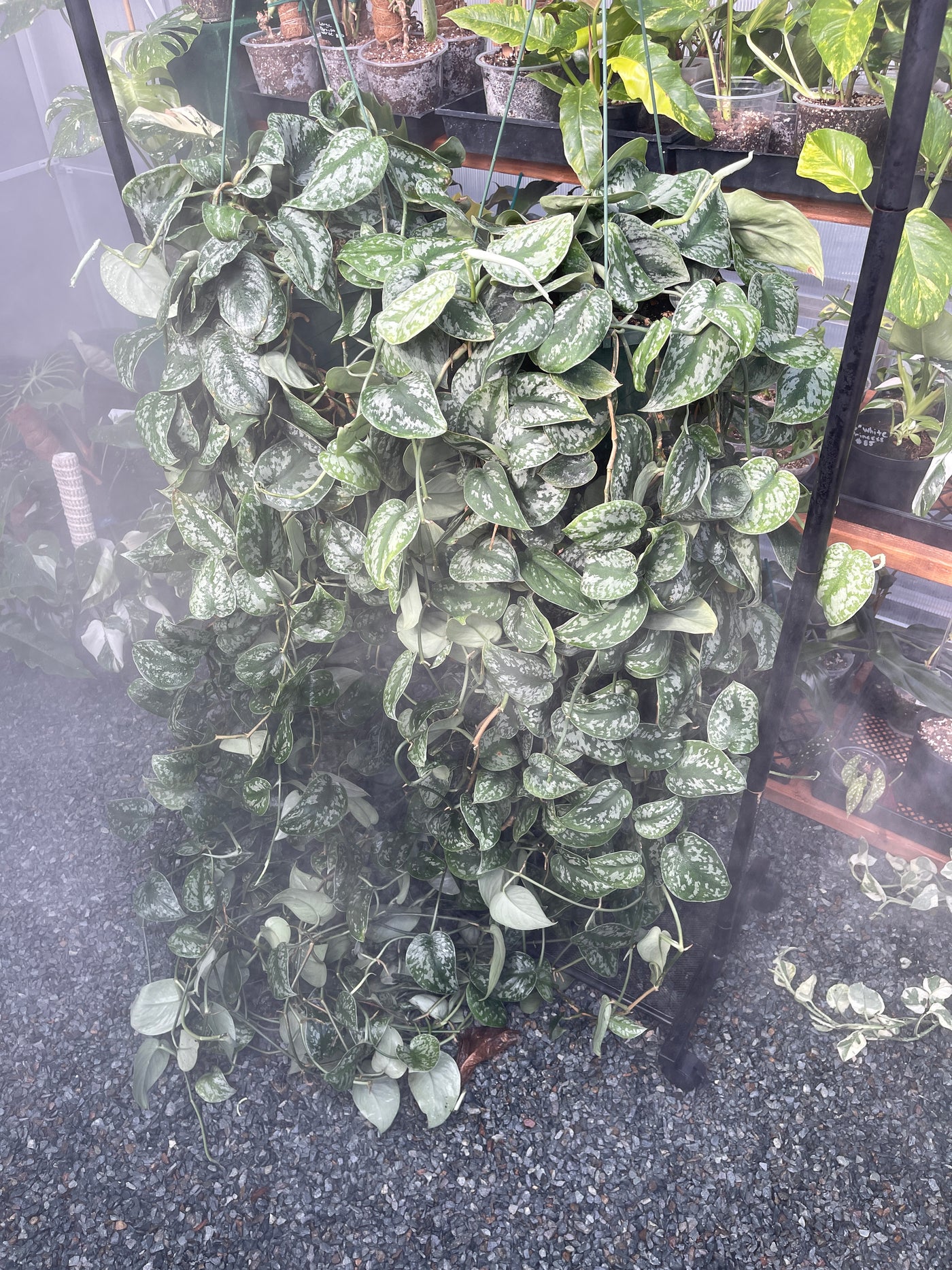 Extra Long Scindapsus Pictus Exotica for sale near me - San Diego california - Plant Vault - hanging houseplants