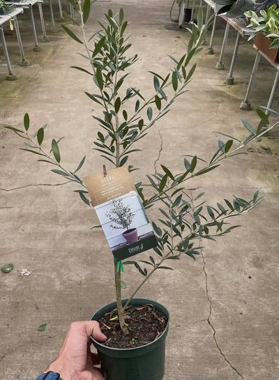Olive Tree (Olea Europaea) for sale near me
