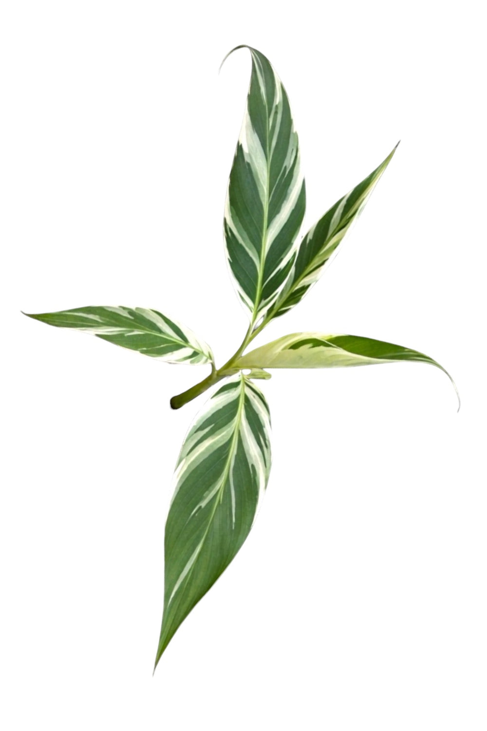 Musa Florida (Rare Variegated Banana Tree)