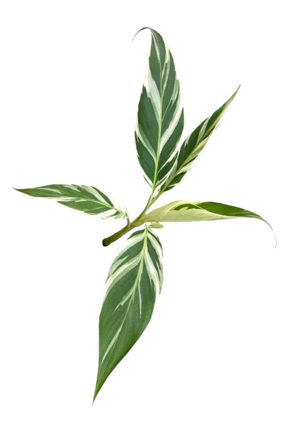 Musa Florida (Rare Variegated Banana Tree)