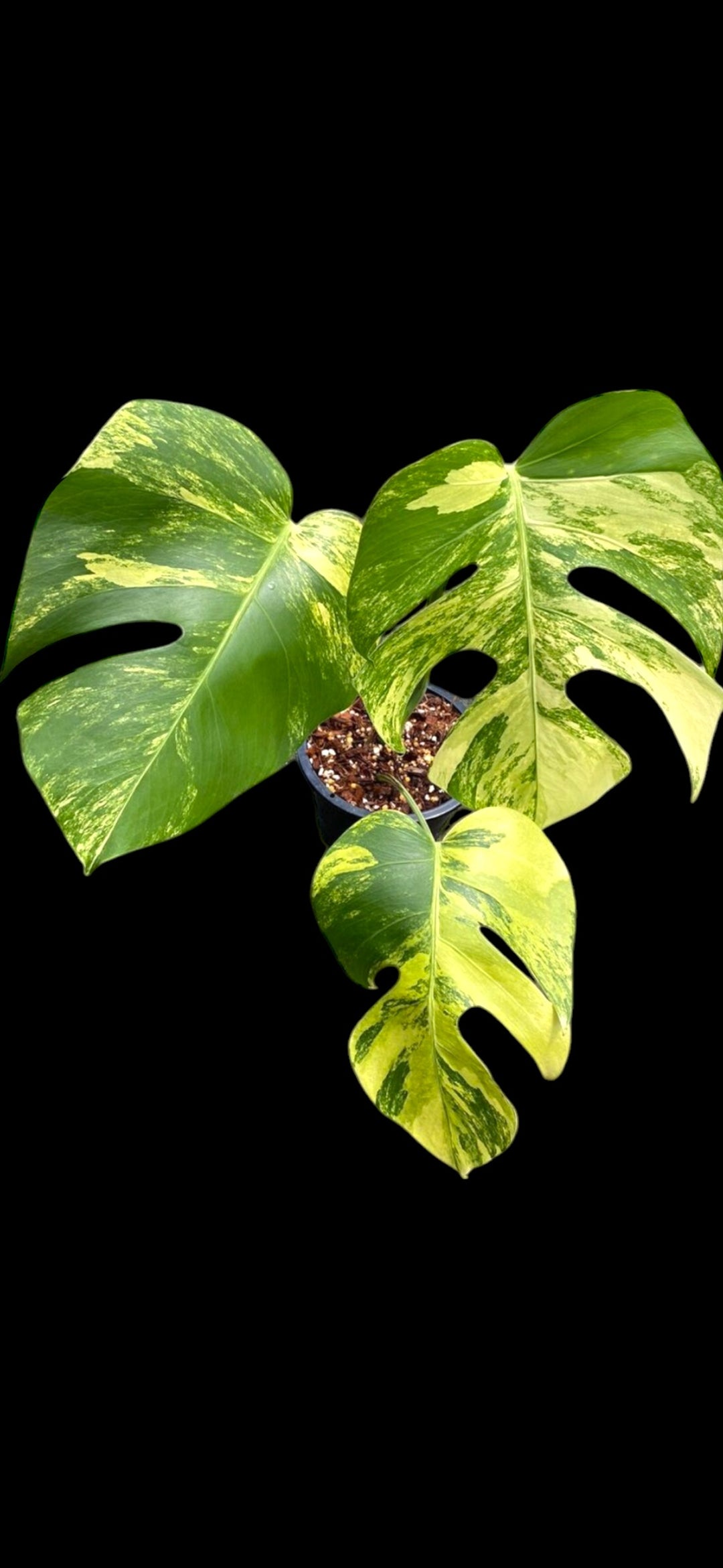 yellow variegated monstera Monstera Aurea Variegated – Plant Vault