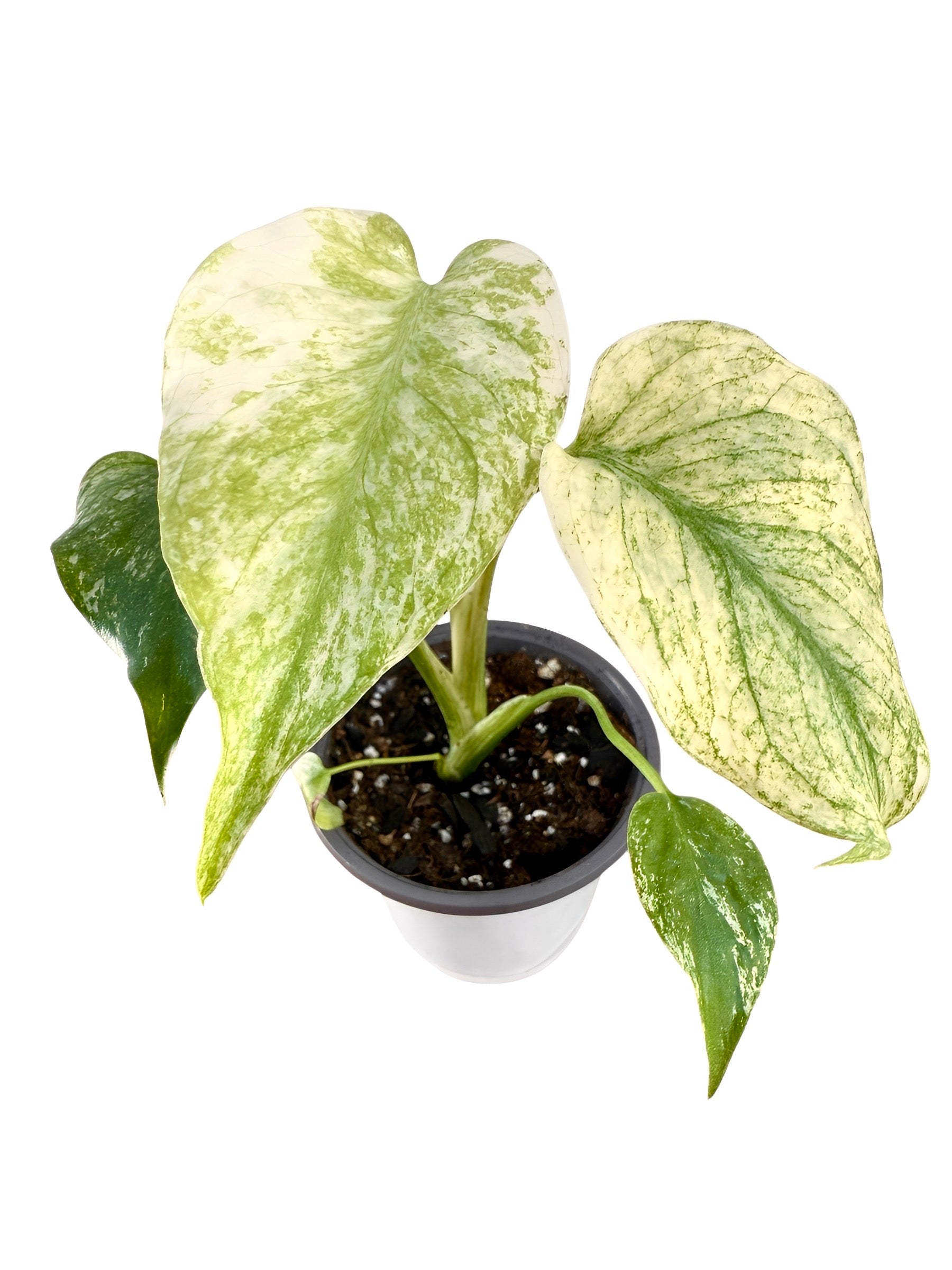 Monstera White Monster – Plant Vault