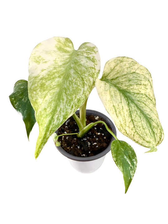 Monstera White Monster