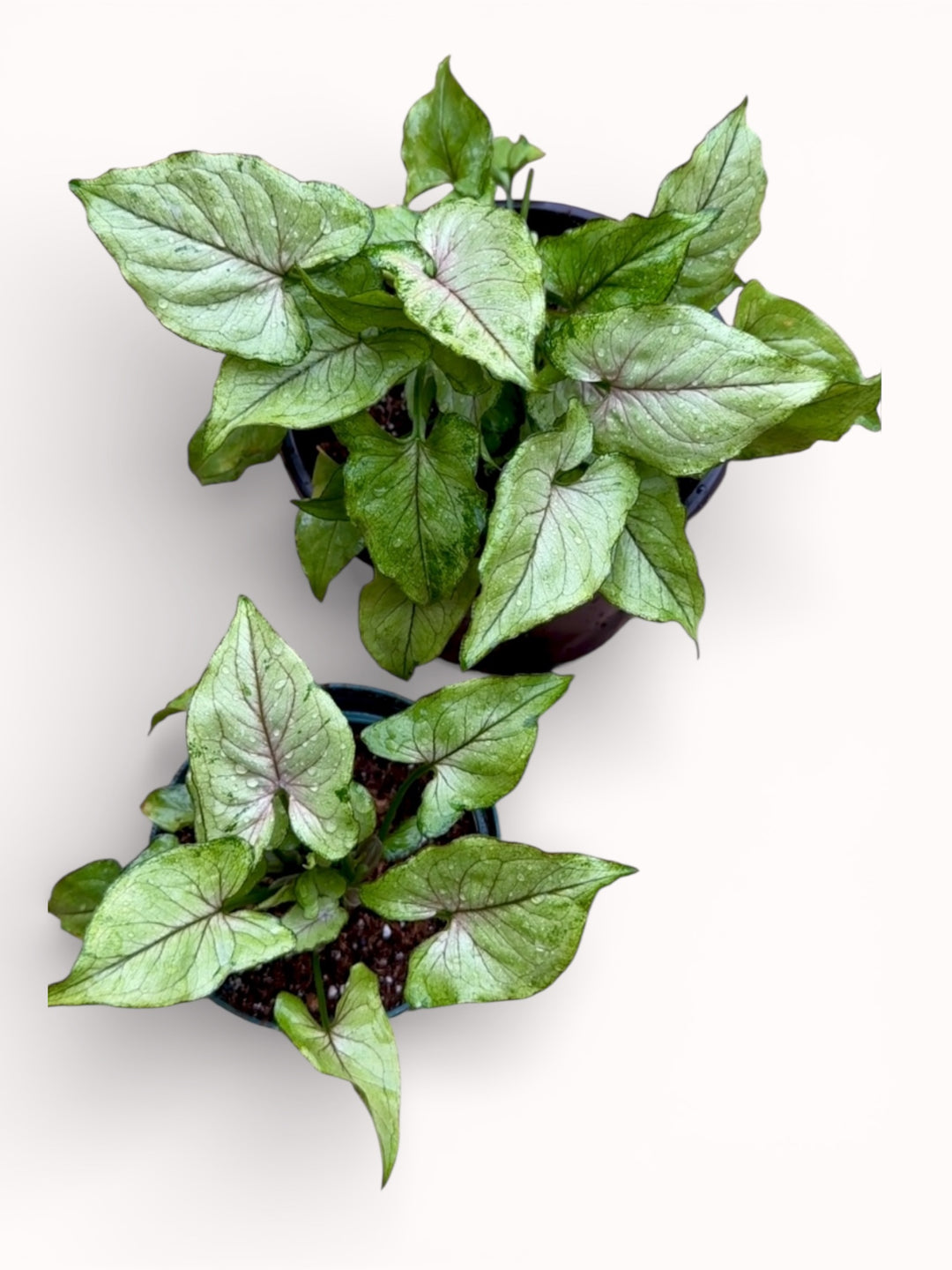 Syngonium Pink Allusion