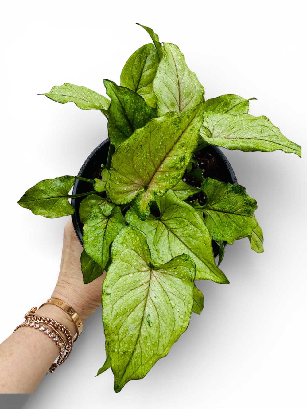 Syngonium Pink Allusion