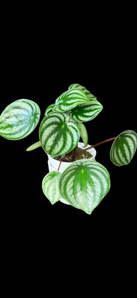 Mystery Pet Safe Plants for sale at Plant Vault