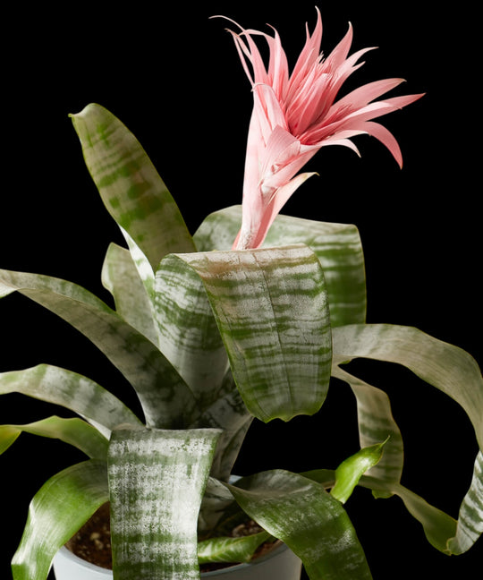 Mystery Pet Safe Plants for sale 