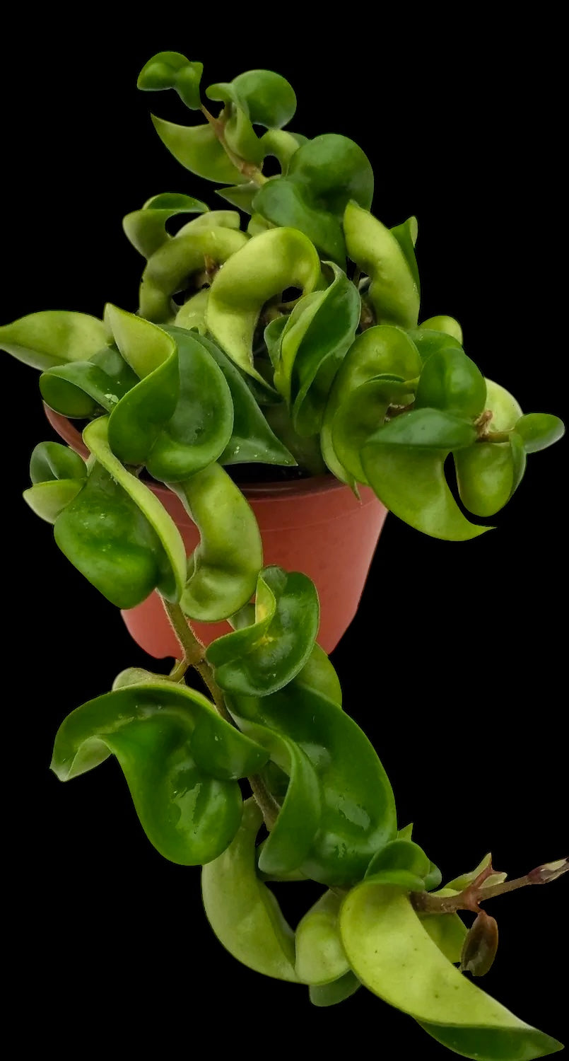 Mystery Pet Safe Plants 