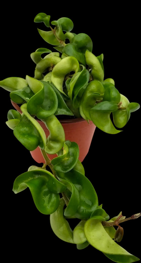 Mystery Pet Safe Plants 