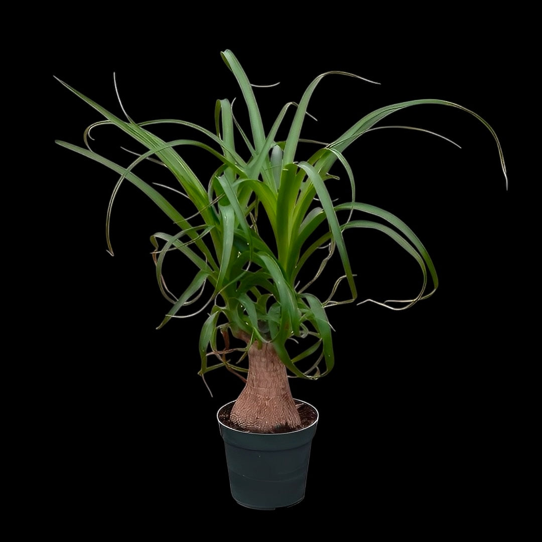 Mystery Pet Safe Plants for sale at Plant Vault