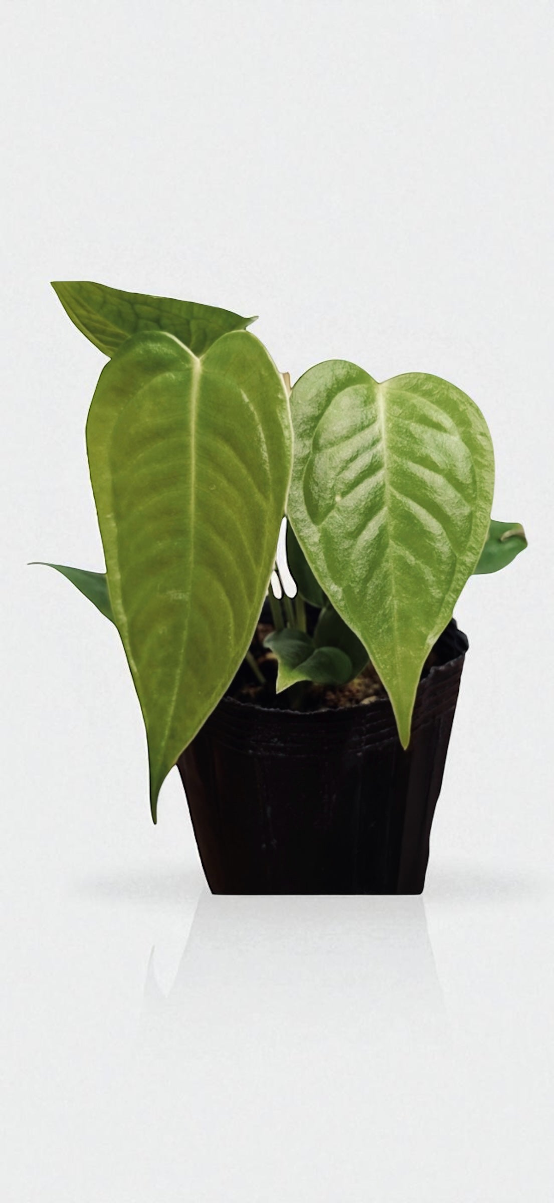 Anthurium King Veuchii rare anthurium