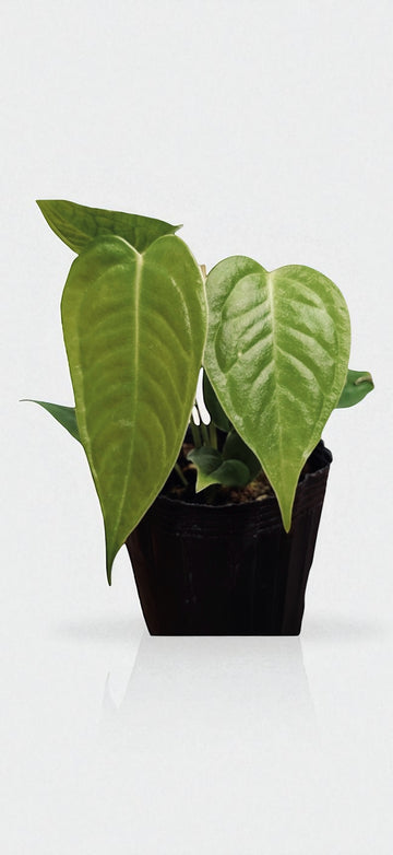 Anthurium King Veichii