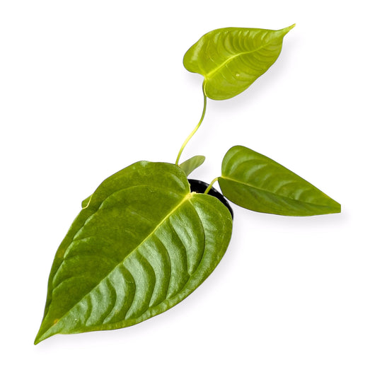 Anthurium King Veuchii rare anthurium for sale at Plant Vault