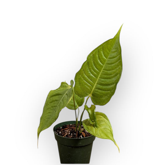 Anthurium King Veuchii rare anthurium