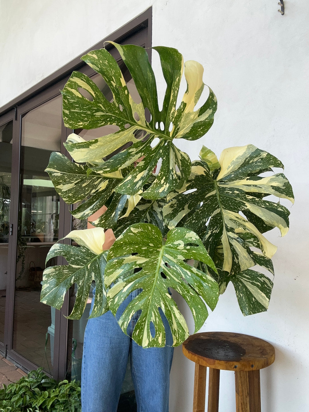 Large Monstera Crème Brûlée, Exact Plant