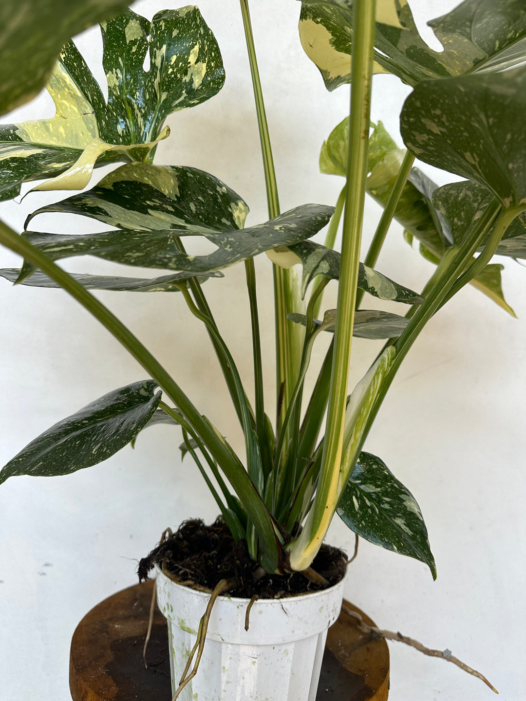 Large Monstera Crème Brûlée, Exact Plant