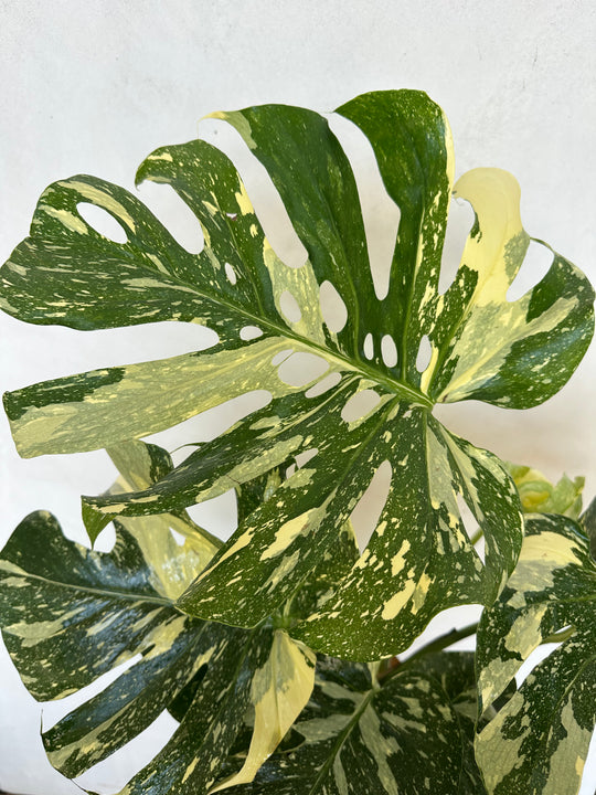 Large Monstera Crème Brûlée, Exact Plant