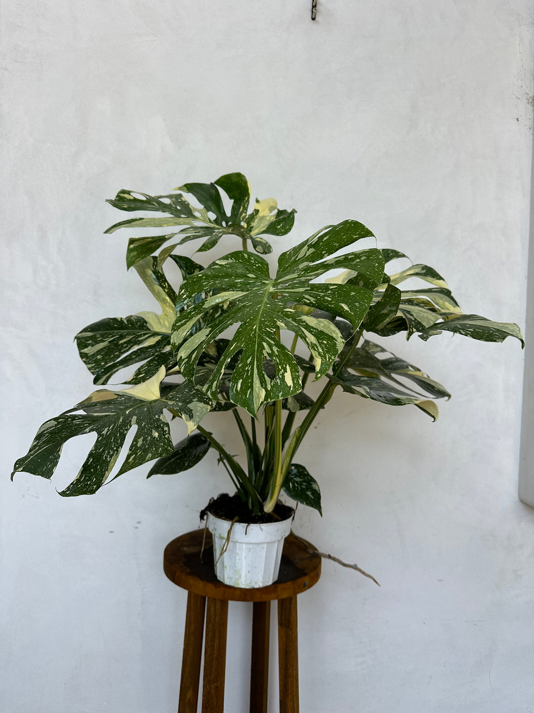 Large Monstera Crème Brûlée, Exact Plant