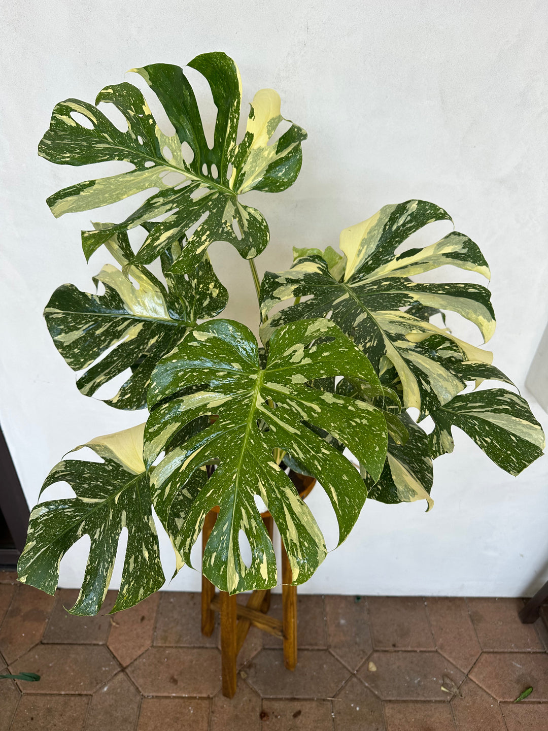 Large Monstera Crème Brûlée, Exact Plant