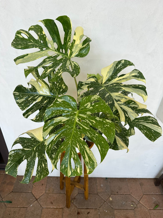 Large Monstera Crème Brûlée, Exact Plant