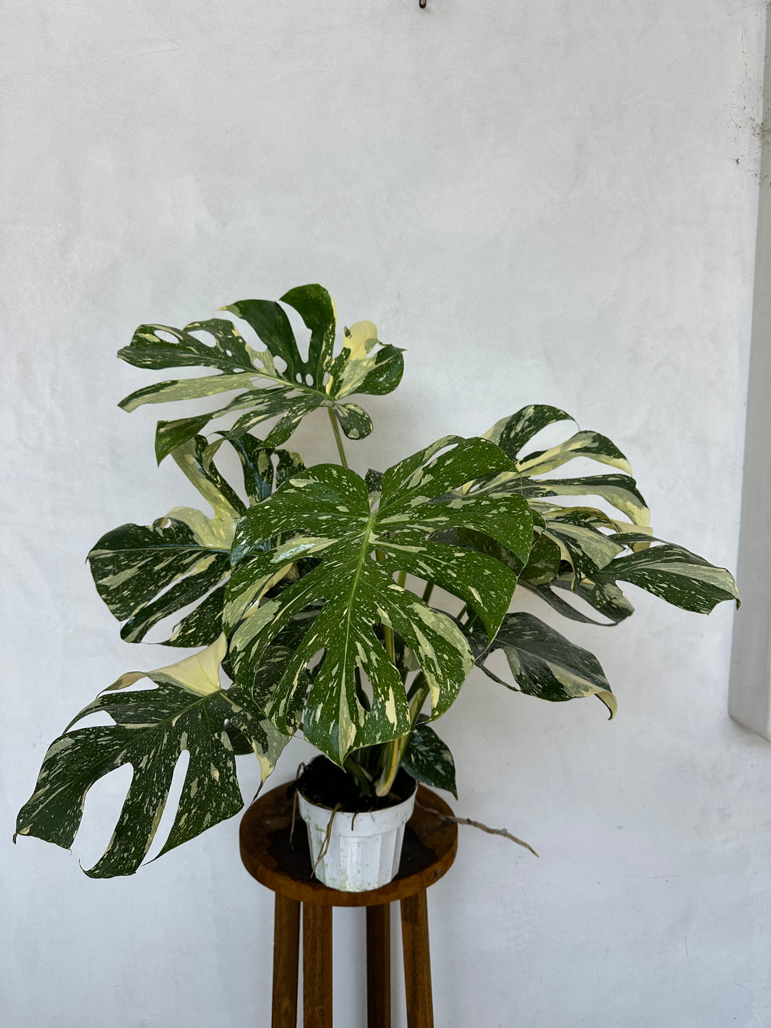 Large Monstera Crème Brûlée, Exact Plant