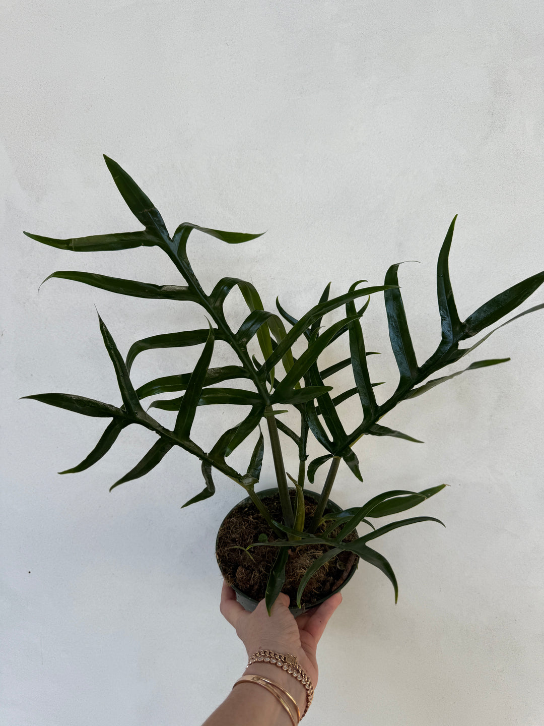 philodendron tortum wide form Tortum Philodendron - 1 Live Starter Plant - Philodendron 'Tortum'
