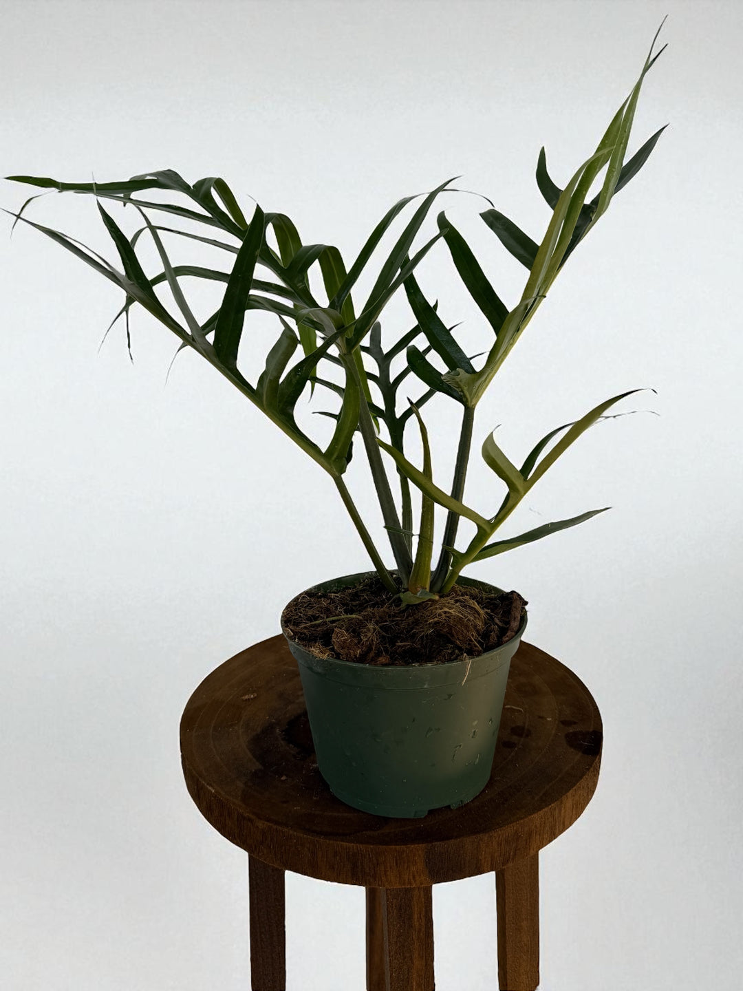 philodendron narrow mature Philodendron Tortum – Plant Vault