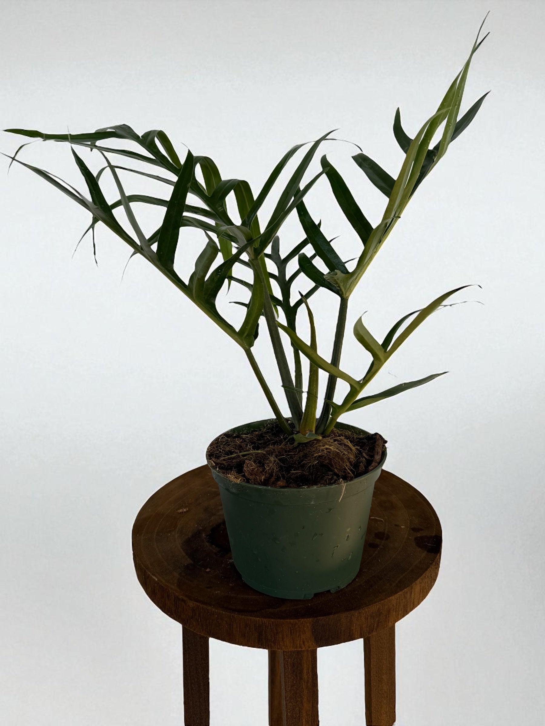 Philodendron Tortum for sale at Plant Vault