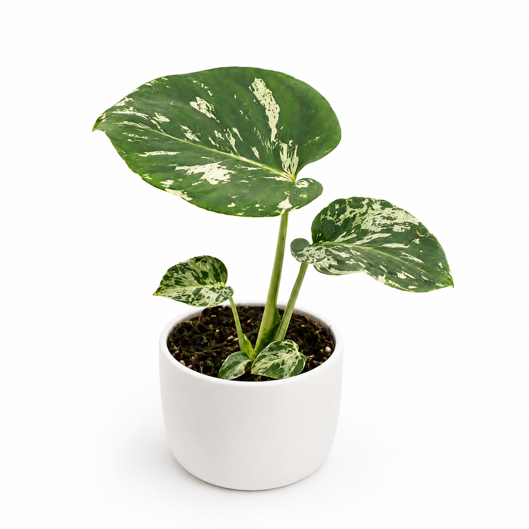 Monstera Bulbasaur