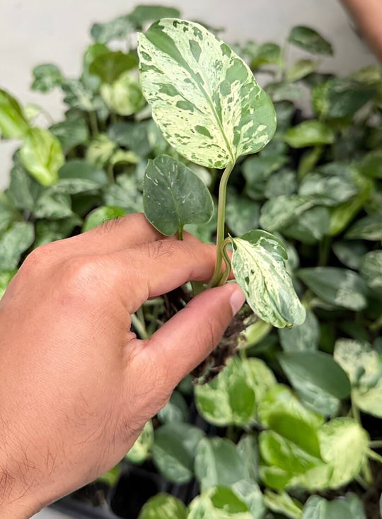 Monstera Bulbasaur for sale at Plant Vault 
