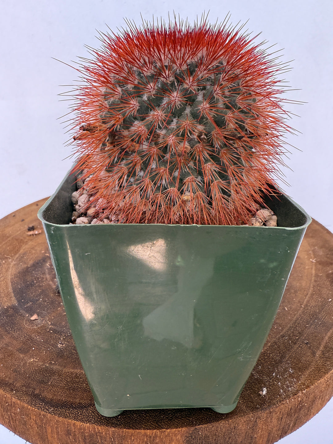 Red Headed Irishman Rare Cactus Plant for sale 