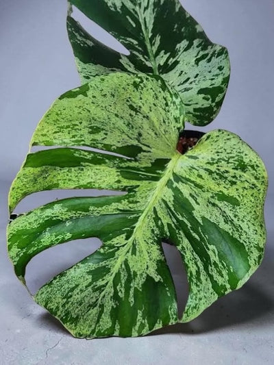 Monstera Bulbasaur