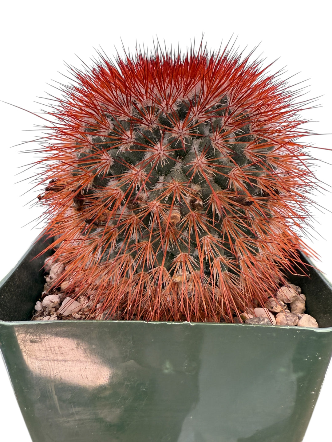 Red Headed Irishman Rare Cactus Plant for sale at Plant Vault