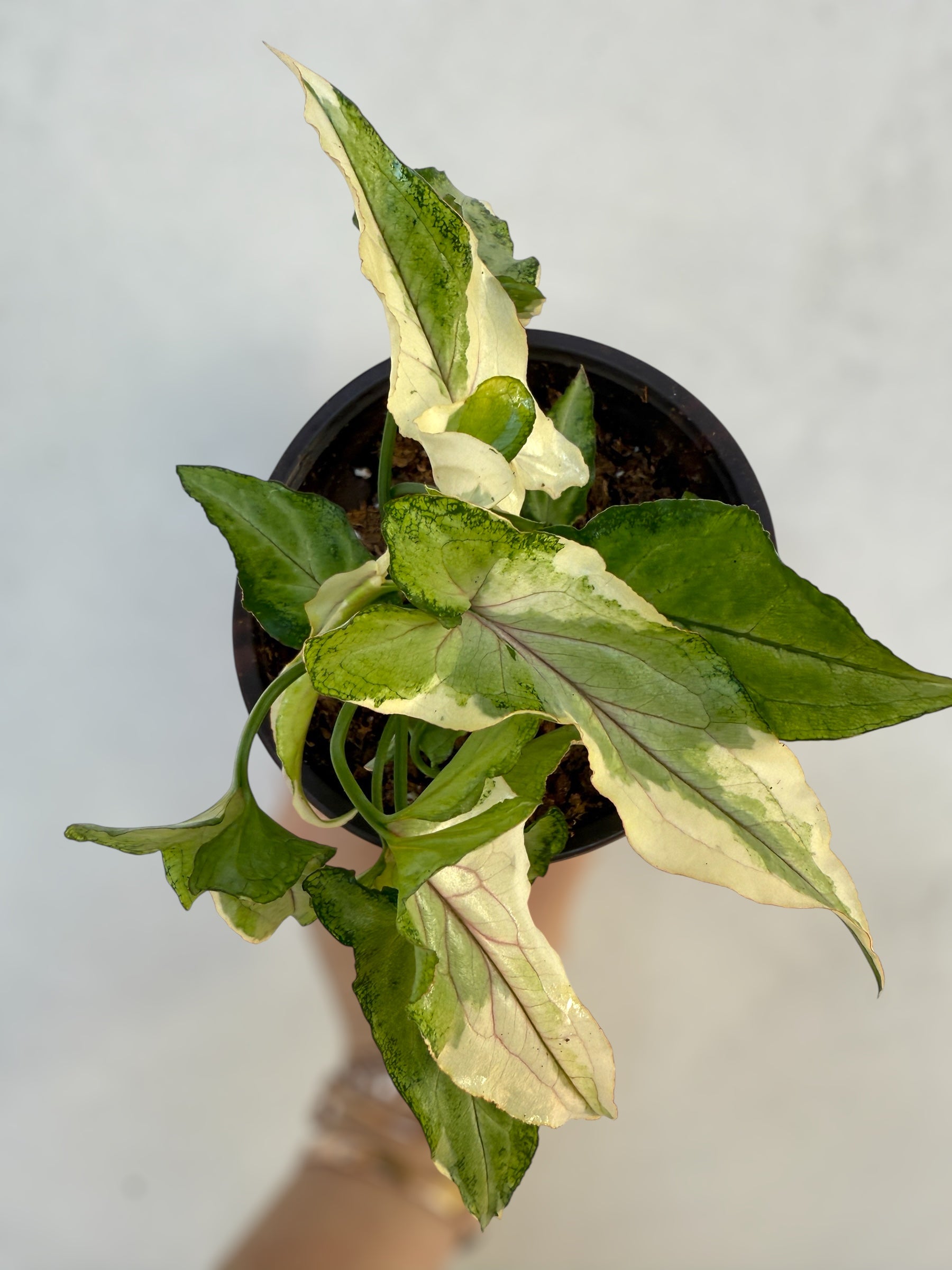 Syngonium White Princess for sale at Plant Vault