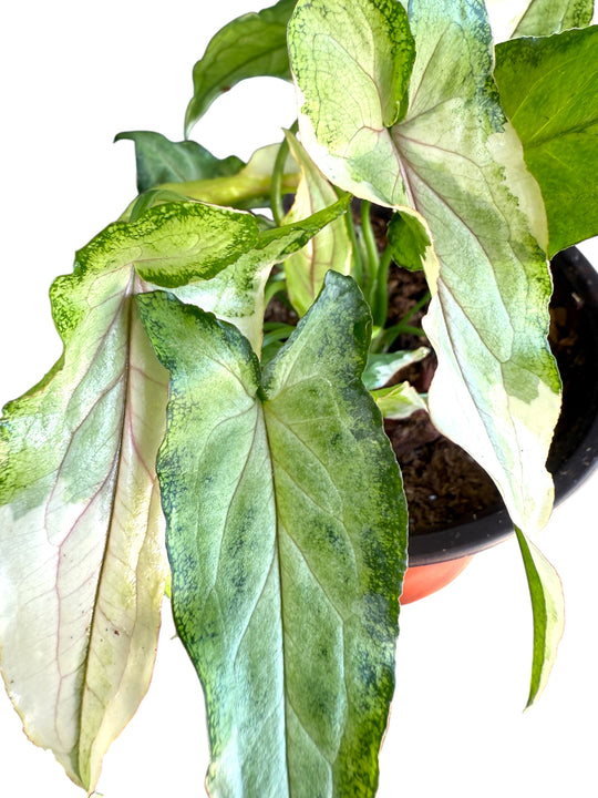 Syngonium White Princess at Plant Vault