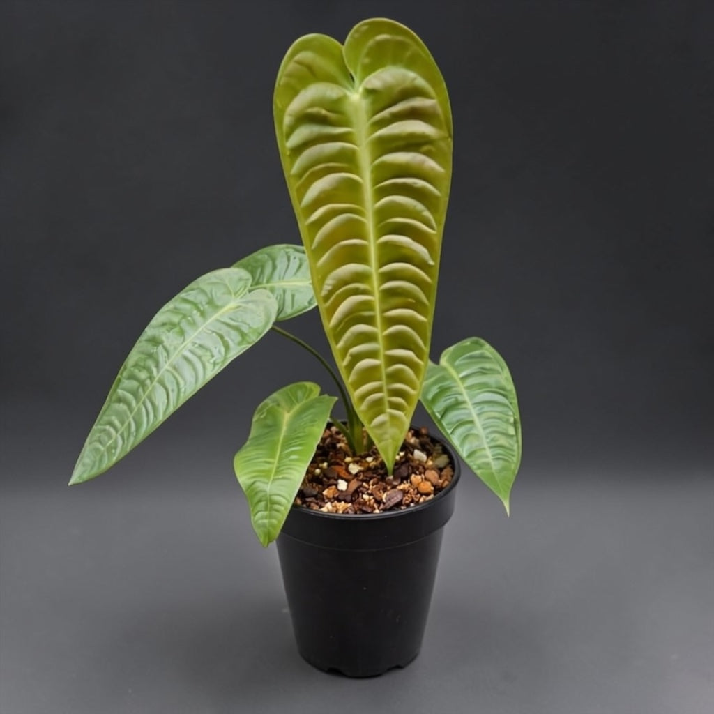 Anthurium King Veichii