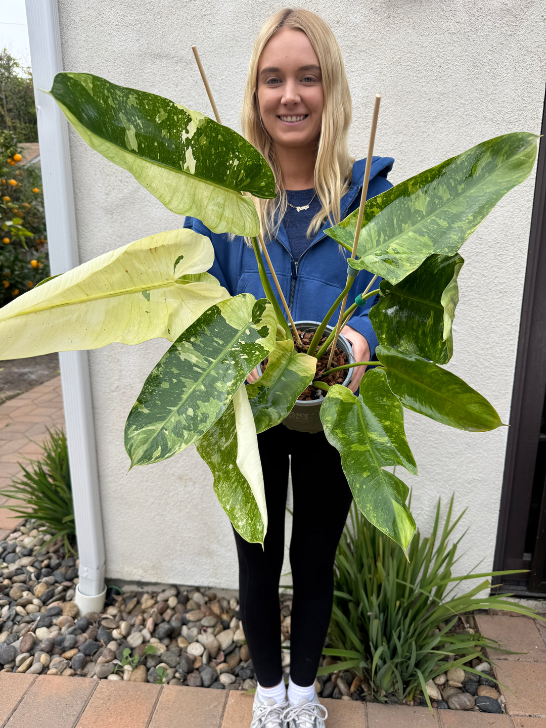 philodendron jose buono for sale XL Jose Bueno Philodendron