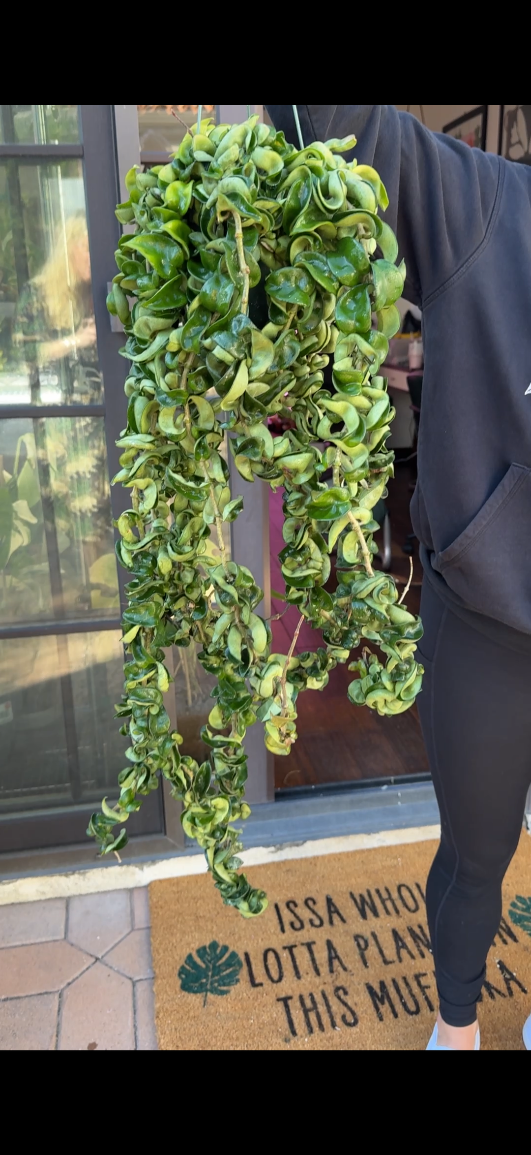 Hoya Hindu Rope "Carnosa Compacta"