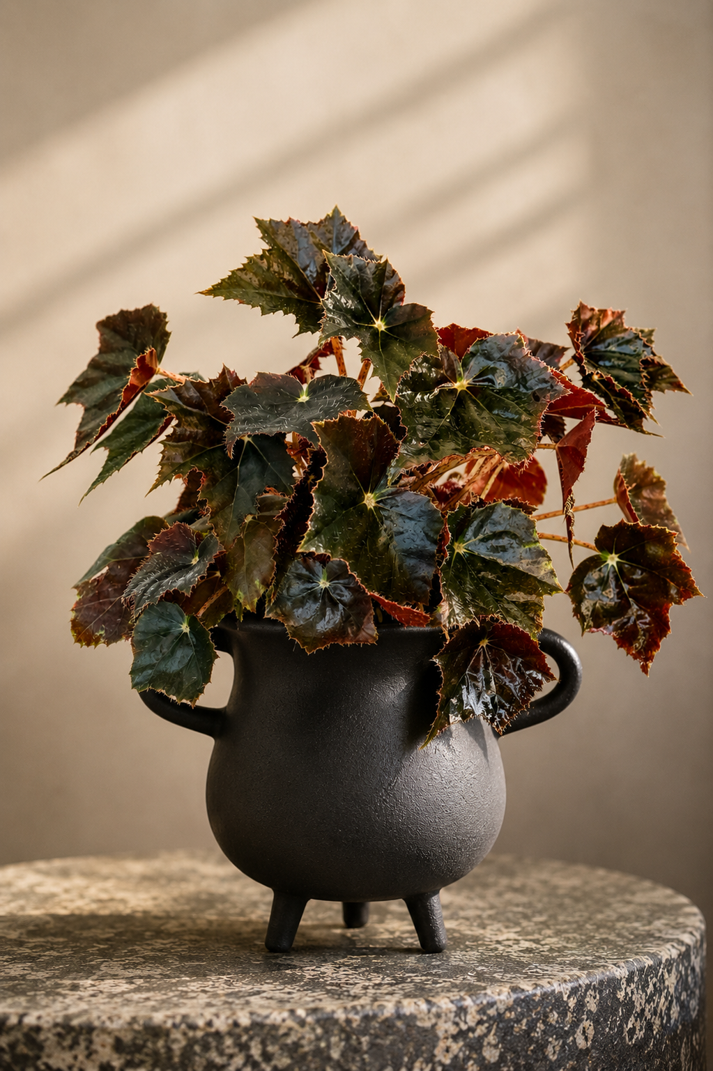 Begonia black velvet / Plant Vault