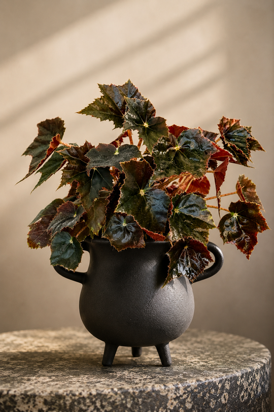 Begonia black velvet / Plant Vault