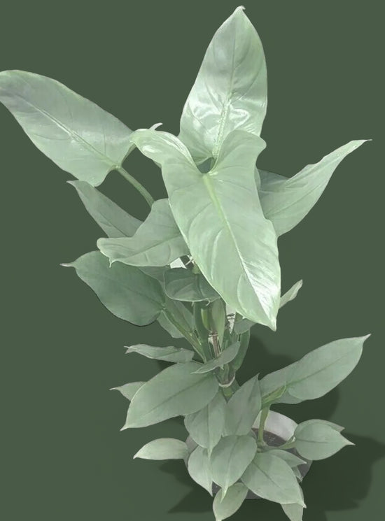 Philodendron Silver Sword 6” pot