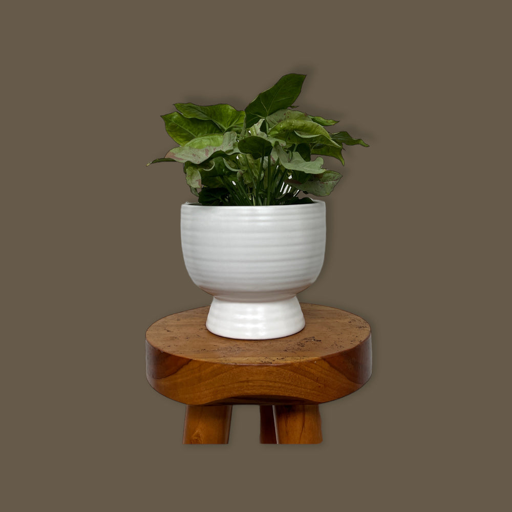 Tricolor White Princess (pink and white)