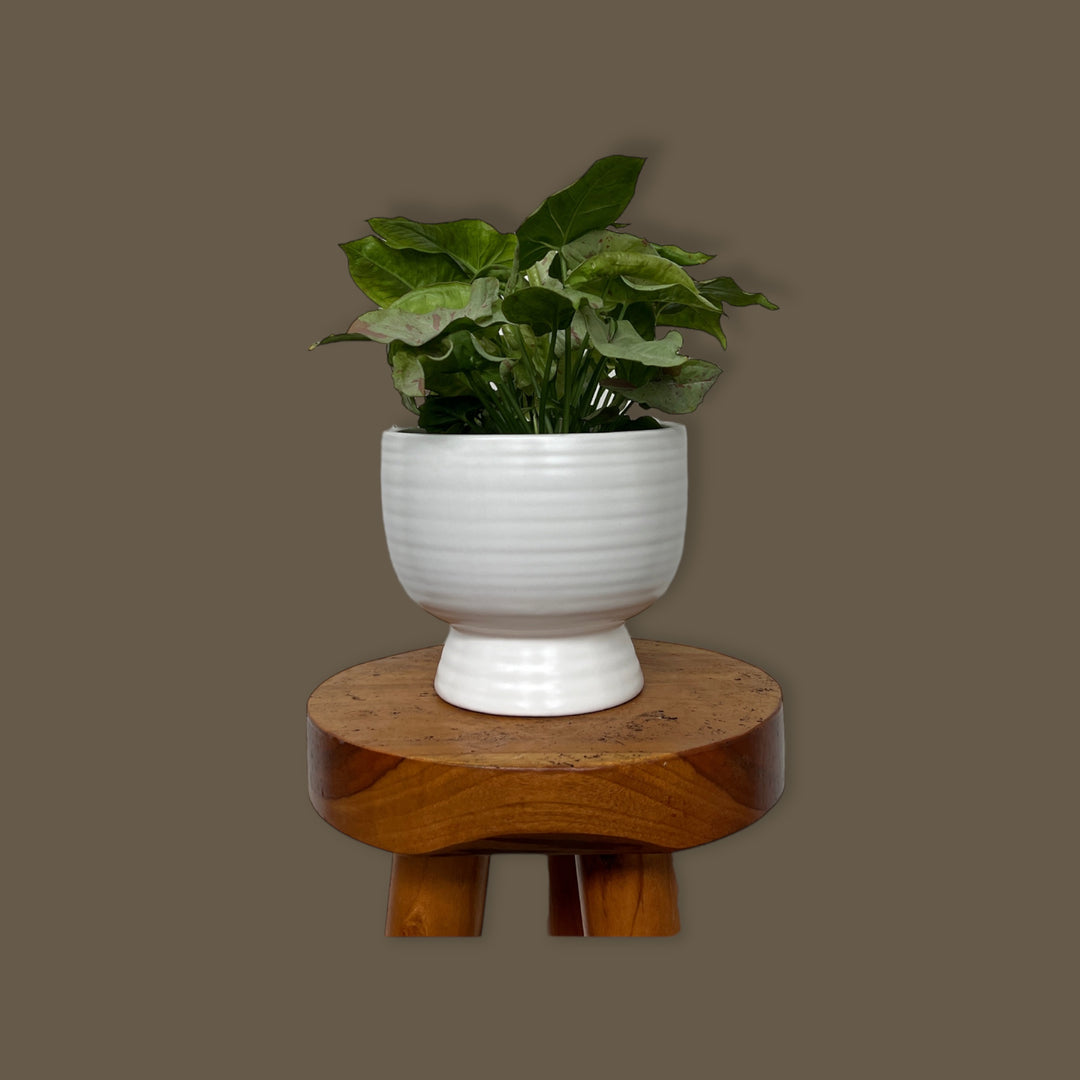 Tricolor White Princess (pink and white)