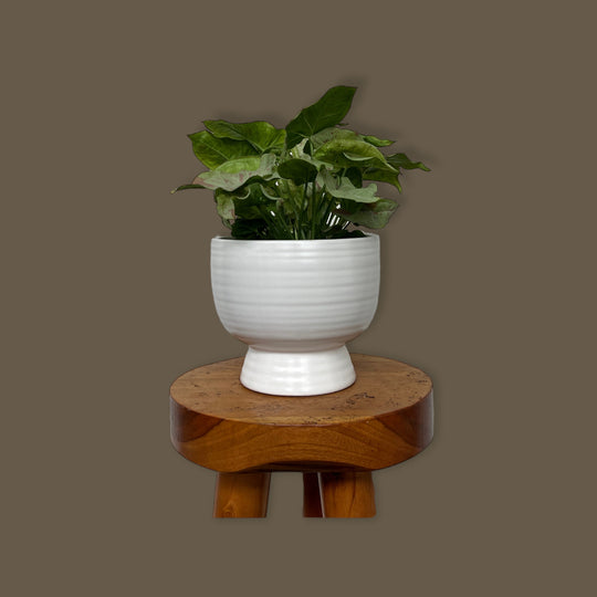 Tricolor White Princess (pink and white)