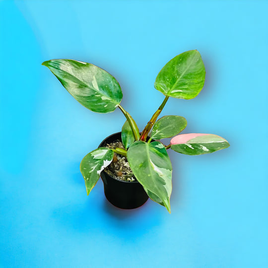 Tricolor White Princess (pink and white)