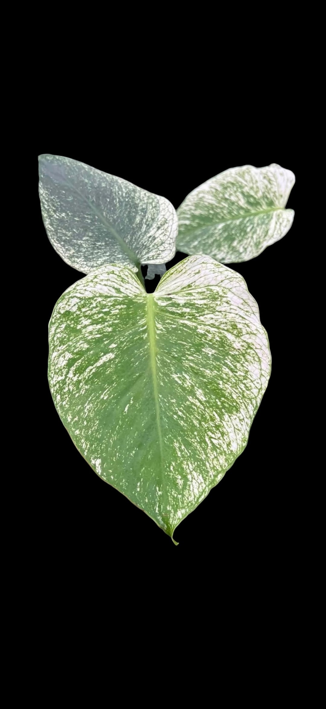 Monstera Devil Monster for sale