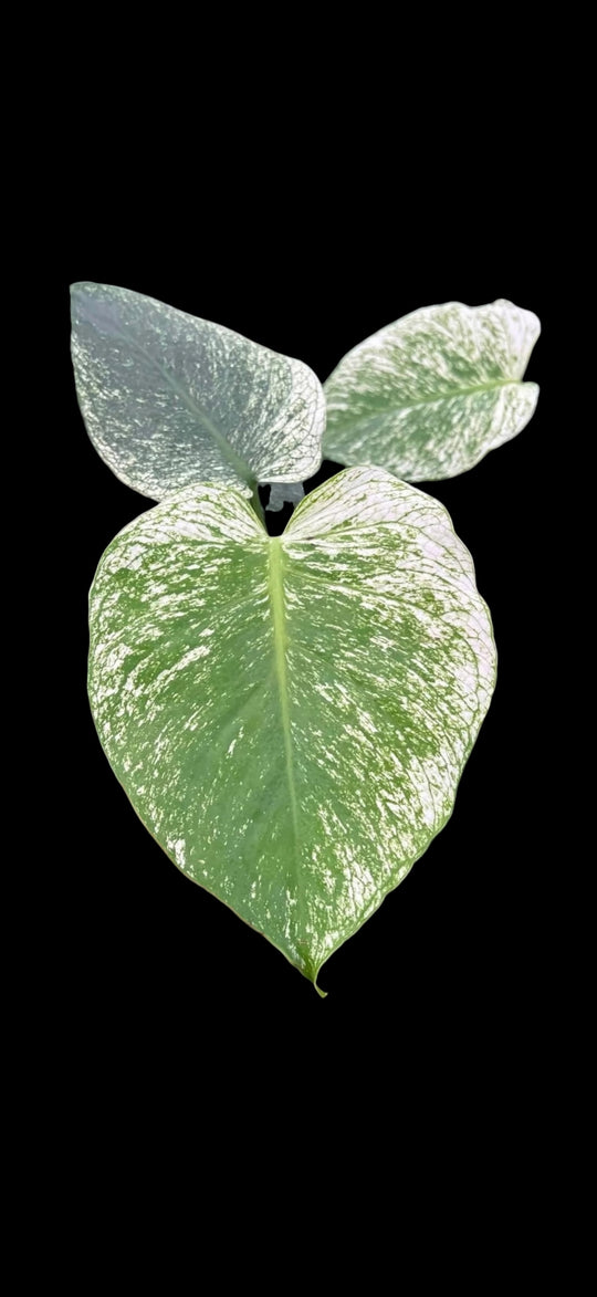 Monstera Devil Monster for sale