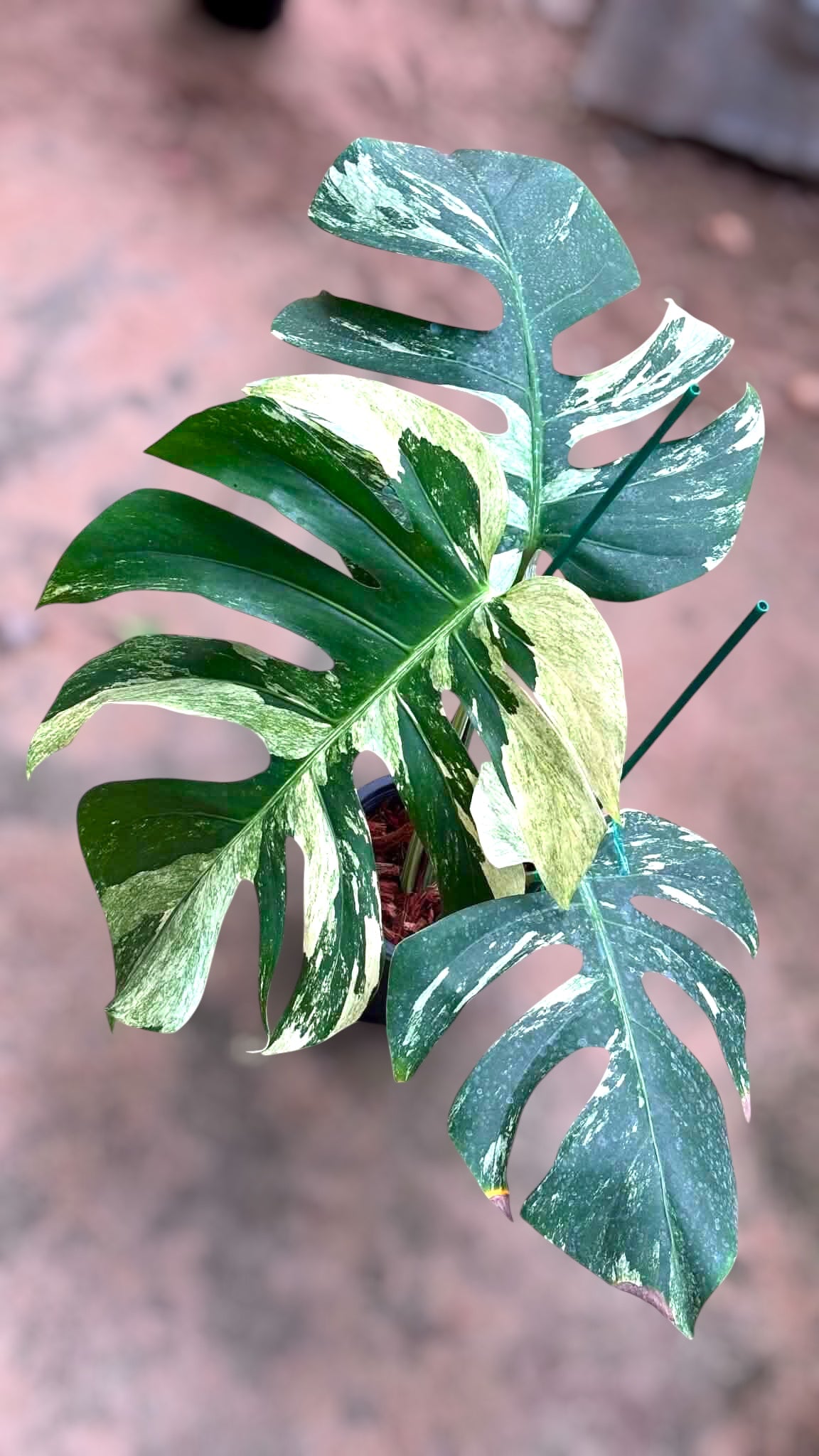 Monstera Jungle Mint – Plant Vault