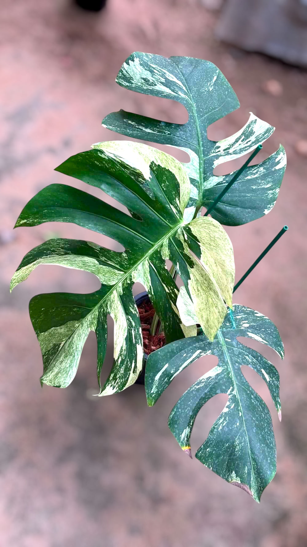 Monstera Jungle Mint