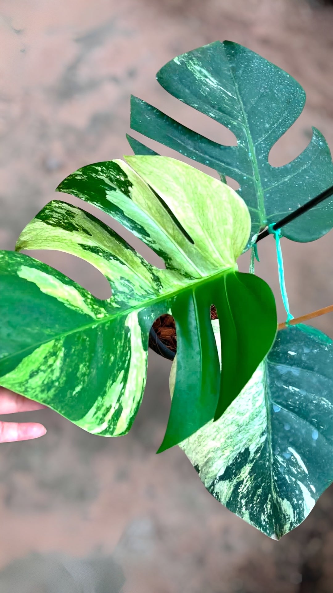 Monstera Jungle Mint